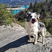 Maya participe au concours pour gagner de l'argent avec cette photo : dog, outdoor, nature, mountain, lake, bridge, trees, rock, sky, sunlight, animal, landscape, pet, tongue, forest, scenic, canine, happy, daytime, adventure