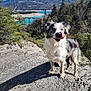 dog, outdoor, nature, mountain, lake, bridge, trees, rock, sky, sunlight, animal, landscape, pet, tongue, forest, scenic, canine, happy, daytime, adventure