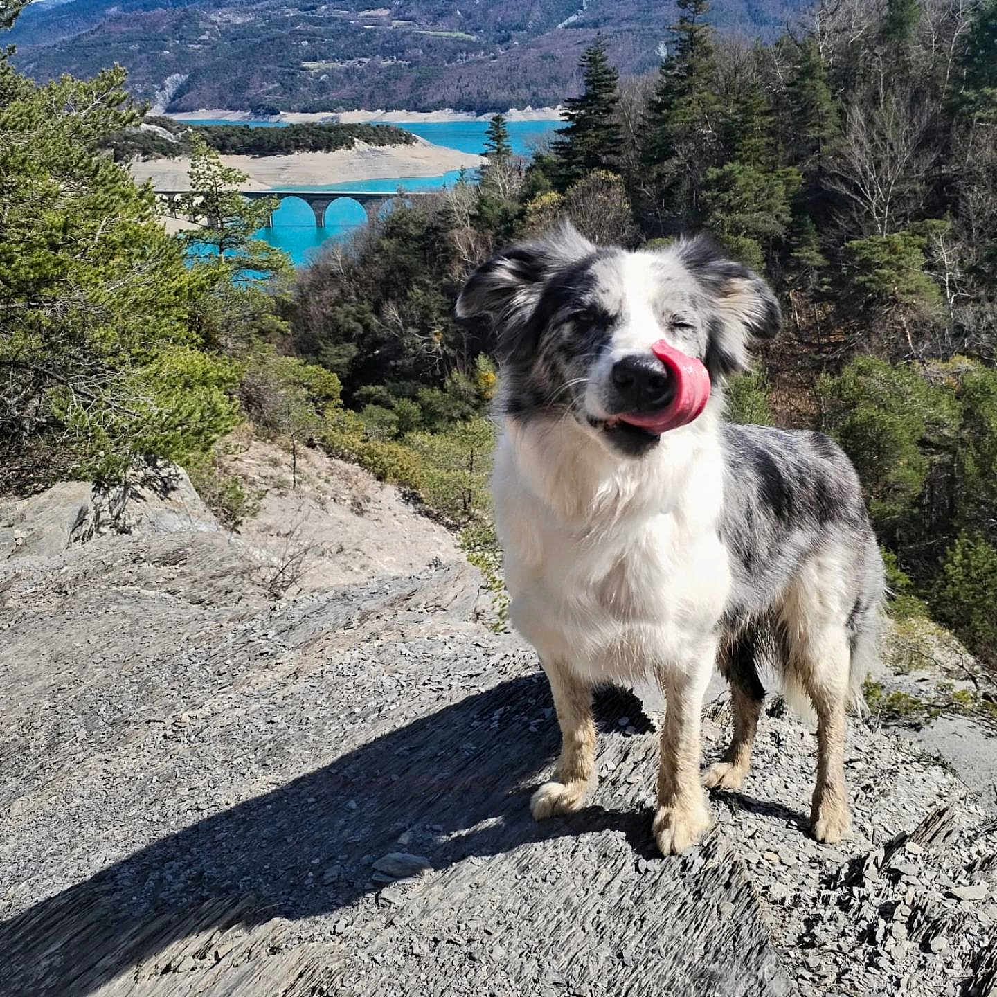 Maya participe au concours pour gagner de l'argent avec cette photo : adventure, animal, bridge, canine, daytime, dog, forest, happy, lake, landscape, mountain, nature, outdoor, pet, rock, scenic, sky, sunlight, tongue, trees