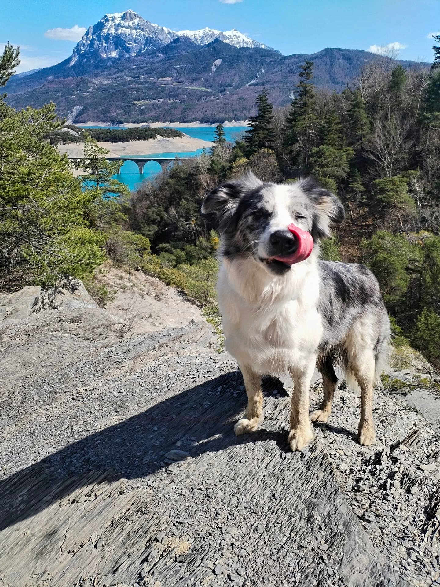 Maya participe au concours pour gagner de l'argent avec cette photo : dog, outdoor, nature, mountain, lake, bridge, trees, rock, sky, sunlight, animal, landscape, pet, tongue, forest, scenic, canine, happy, daytime, adventure