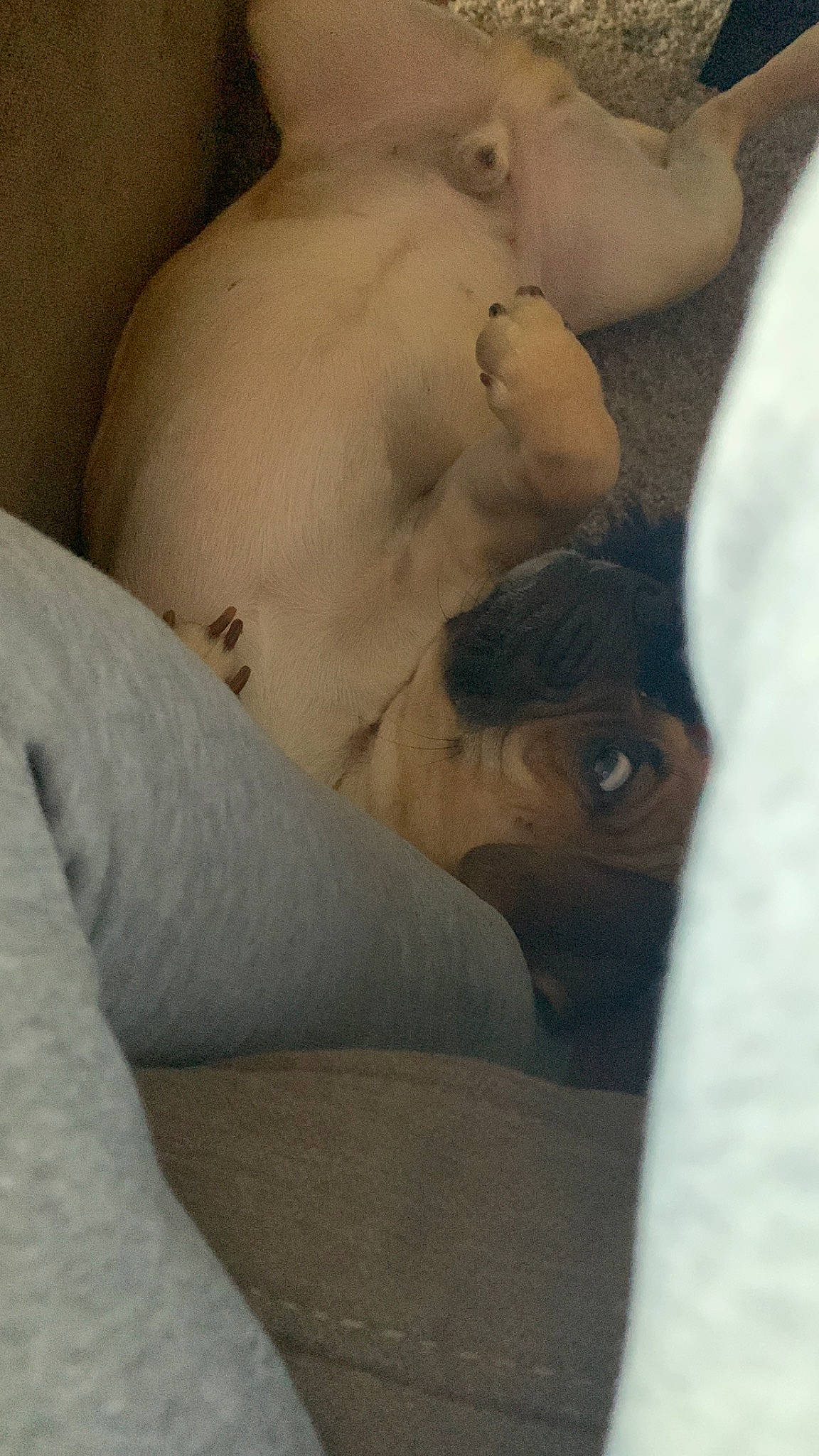 Duke is registered to the contest to win money with this photo: abdomen, art, barechested, chest, comfort, companion_dog, dog_breed, elbow, fawn, foot, fur, gesture, human_leg, knee, linens, navel, snout, thigh, trunk, working_animal