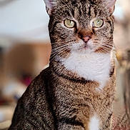 Taz joined the competition — help win amazing prizes! cat, tabby, indoor, pet, animal, feline, green_eyes, whiskers, fur, closeup, portrait, sitting, domestic_cat, cute, mammal, striped, ears, nose, white_chest, soft_light