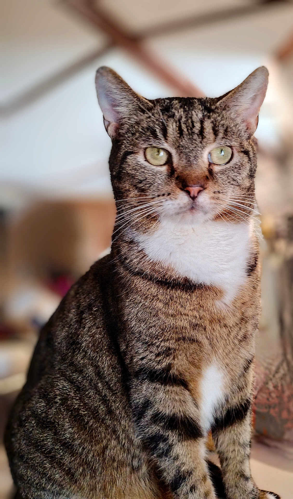Taz