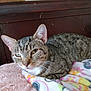 cat, tabby, animal, pet, feline, fur, whiskers, ears, bed, blanket, floral_pattern, resting, indoor, close_up, cute, sleepy, cozy, domestic_animal, mammal, headboard