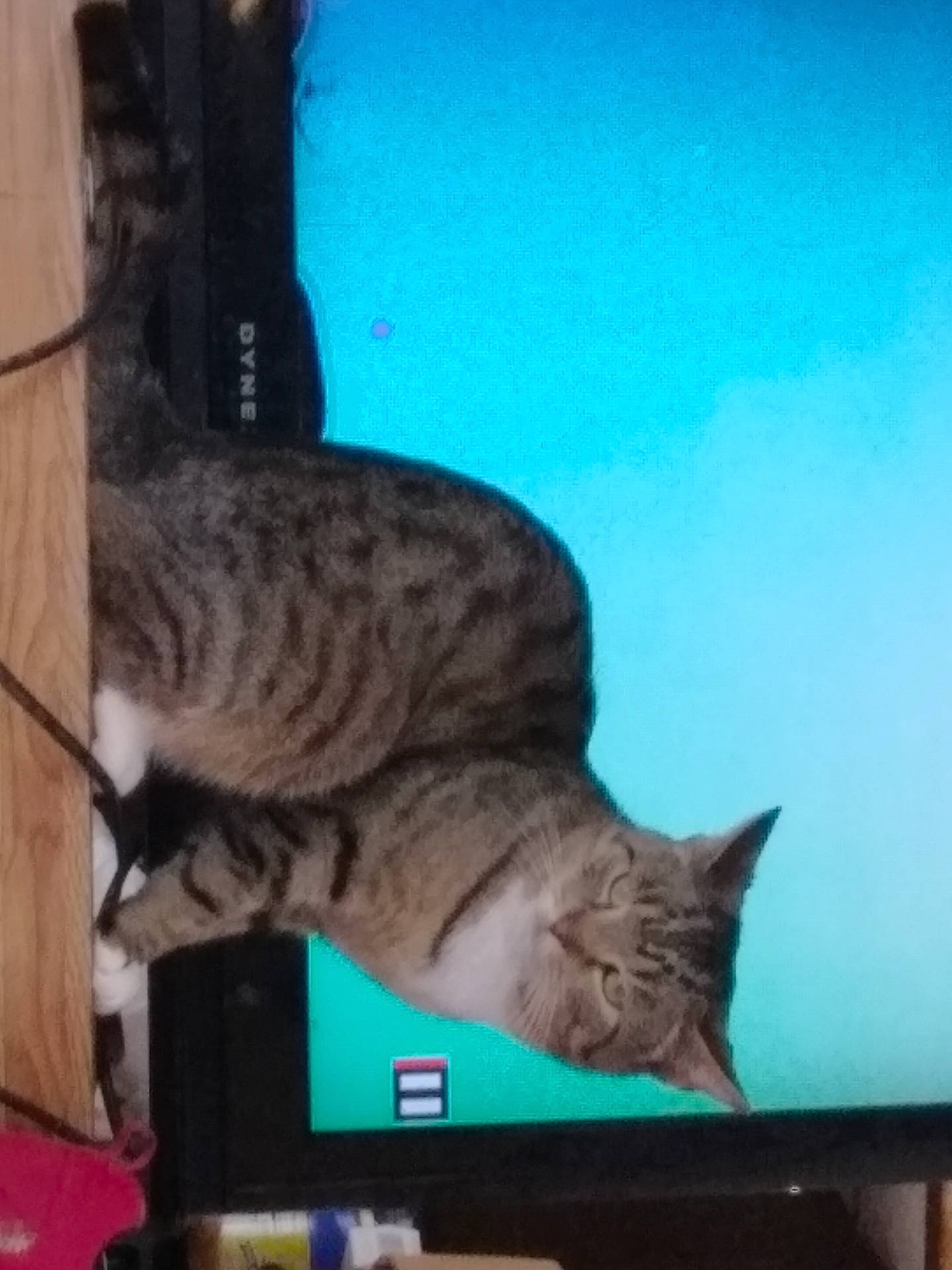 Taz joined the competition — help win amazing prizes! animal, cable, cat, close_up, curious, domestic_cat, electronics, feline, furniture, household, indoor, indoor_lighting, pet, relaxed, screen, sitting, striped, tabby_cat, television, wooden_floor