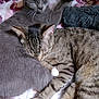 cat, gray_cat, tabby_cat, sleeping, cuddle, pets, feline, fur, whiskers, paw, bed, blanket, indoor, resting, cute, animal, companionship, relaxation, close_up, soft