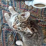 kitten, cat, tabby, blue_eyes, fur, white_paws, toilet_paper, patterned_fabric, curious, pet, animal, cute, indoor, small, young, whiskers, ears, sitting, close_up, looking_up