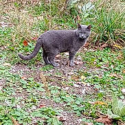 Sir Grey is registered to the contest to win money with this photo: alert, animal, cat, curious, feline, foliage, garden, grass, gray_cat, greenery, ground, leaves, mammal, nature, outdoor, pet, plants, small_animal, standing, wildlife