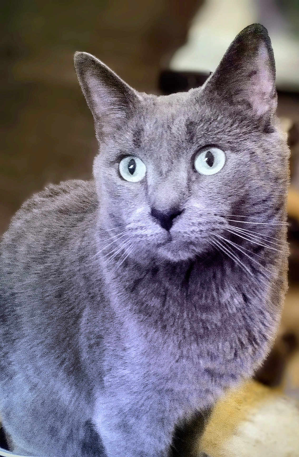 Sir Grey is registered to the contest to win money with this photo: animal, attention, calm, cat, close_up, cute, domestic_cat, ears, eyes, feline, focus, fur, gray_cat, indoor, mammal, pet, portrait, sitting, soft_background, whiskers