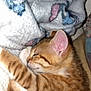 kitten, cat, sleeping, orange_tabby, fur, whiskers, paw, blanket, soft_texture, closeup, cute, domestic_cat, pet, resting, cozy, indoor, feline, young_cat, nap, warm