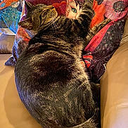 Stitch a rejoint le concours — aidez-le/la à gagner de superbes lots ! animal, blanket, cat, colorful, couch, cozy, feline, furniture, home, indoor, lounging, pet, pillow, relaxed, sleeping, sofa, striped_fur, tabby_cat, tail, whiskers