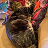 animal, blanket, cat, colorful, couch, cozy, feline, furniture, home, indoor, lounging, pet, pillow, relaxed, sleeping, sofa, striped_fur, tabby_cat, tail, whiskers