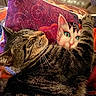 Stitch a rejoint le concours — aidez-le/la à gagner de superbes lots ! animal, blanket, cat, close_up, colorful, couch, cozy, feline, green_eyes, home_decor, indoors, lounging, pet, pillow, portrait, relaxed, sleeping, striped_fur, tabby, whiskers