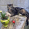 animal, cat, concrete_wall, feline, flower_pot, fur, garden_decor, green_pot, ladybug_decor, outdoor, paws, pet, plant, relaxed, stump, tabby_cat, tail, whiskers, wooden_log, yellow_flower