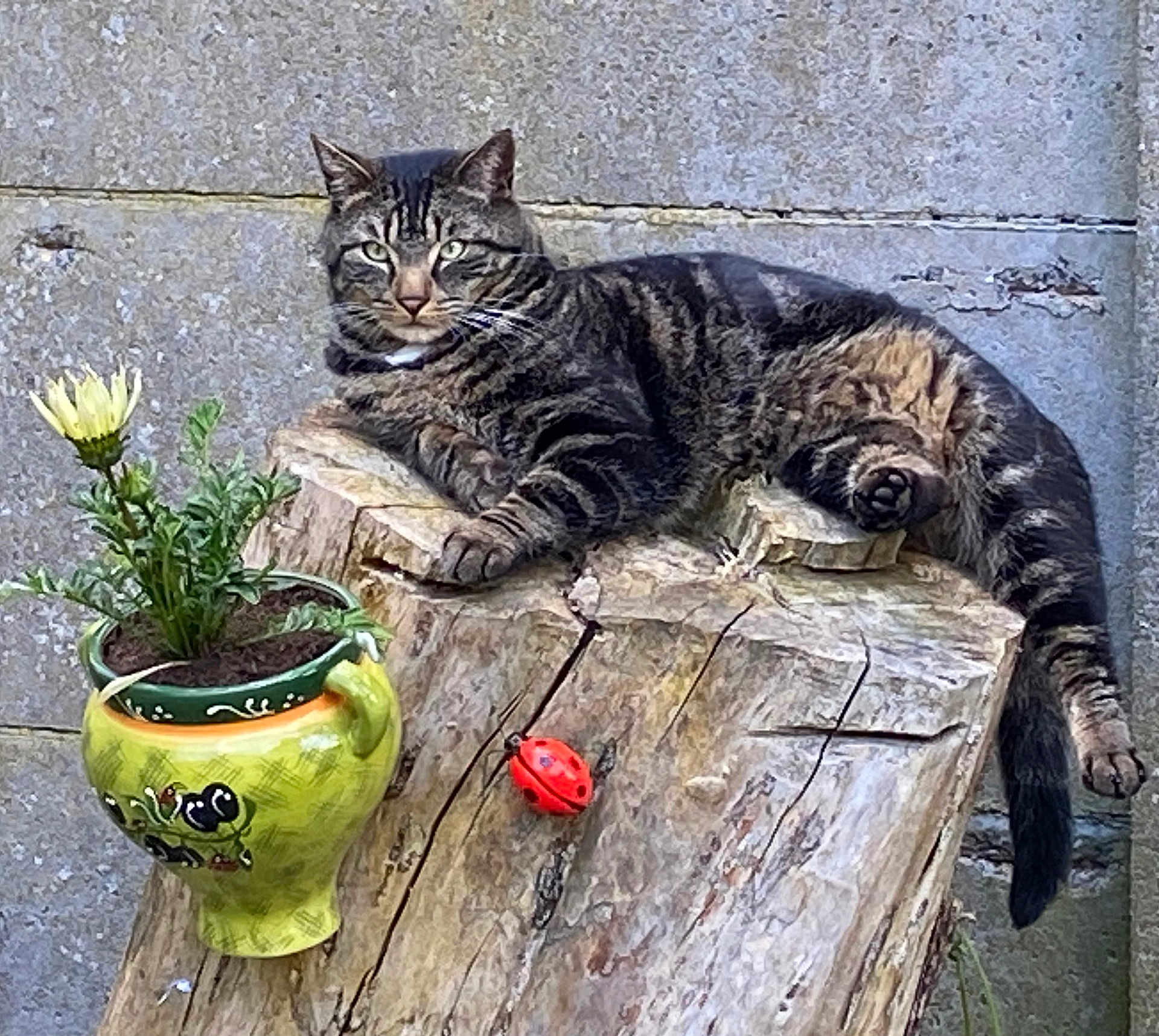 Stitch participe au concours pour gagner de l'argent avec cette photo : cat, tabby_cat, animal, pet, wooden_log, stump, flower_pot, plant, yellow_flower, ladybug_decor, outdoor, concrete_wall, relaxed, paws, whiskers, tail, green_pot, garden_decor, feline, fur