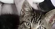 Stitch a rejoint le concours — aidez-le/la à gagner de superbes lots ! animal, blanket, cat, couch, ears, elephant_toy, eyes, feline, gray_fur, indoors, kitten, lying_down, pet, plush_toy, portrait, sitting, striped_fur, tabby_cat, whiskers, white_chest