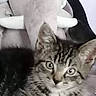 animal, blanket, cat, couch, ears, elephant_toy, eyes, feline, gray_fur, indoors, kitten, lying_down, pet, plush_toy, portrait, sitting, striped_fur, tabby_cat, whiskers, white_chest