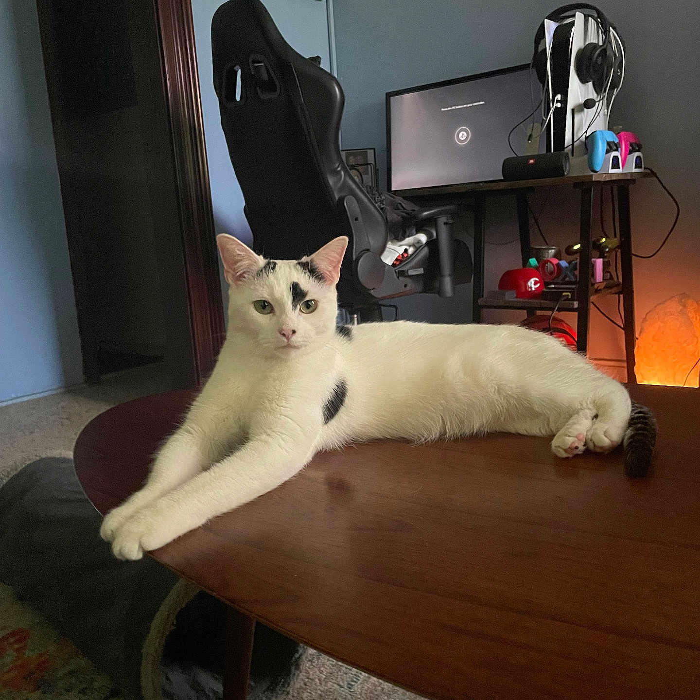 Meowth joined the competition — help win amazing prizes! black_spots, carpet, cat, cat_tunnel, cozy, electronics, furniture, game_controllers, gaming_chair, headphones, indoor, living_room, monitor, pet, relaxed, stretching, table, technology, white_cat, wooden_table