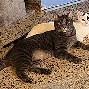 Squirtle joined the competition — help win amazing prizes! cat, gray_cat, white_cat, pets, indoor, floor, relaxing, looking, animal, mammal, cute, two_cats, feline, whiskers, ears, tail, companions, laying_down, domestic_cat, curious