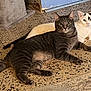 cat, gray_cat, white_cat, pets, indoor, floor, relaxing, looking, animal, mammal, cute, two_cats, feline, whiskers, ears, tail, companions, laying_down, domestic_cat, curious