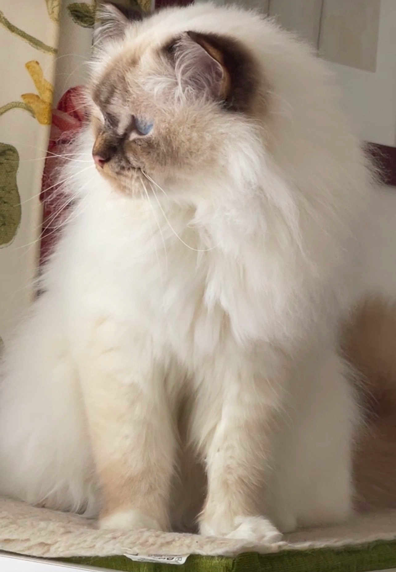 Ulisse a rejoint le concours — aidez-le/la à gagner de superbes lots ! cat, ragdoll, long_hair, blue_eyes, pet, feline, fluffy, whiskers, portrait, sitting, paws, fur, cream_color, indoor, cozy, window_light, curtain, cushion, closeup, domestic_animal