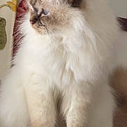 Ulisse a rejoint le concours — aidez-le/la à gagner de superbes lots ! cat, ragdoll, long_hair, blue_eyes, pet, feline, fluffy, whiskers, portrait, sitting, paws, fur, cream_color, indoor, cozy, window_light, curtain, cushion, closeup, domestic_animal