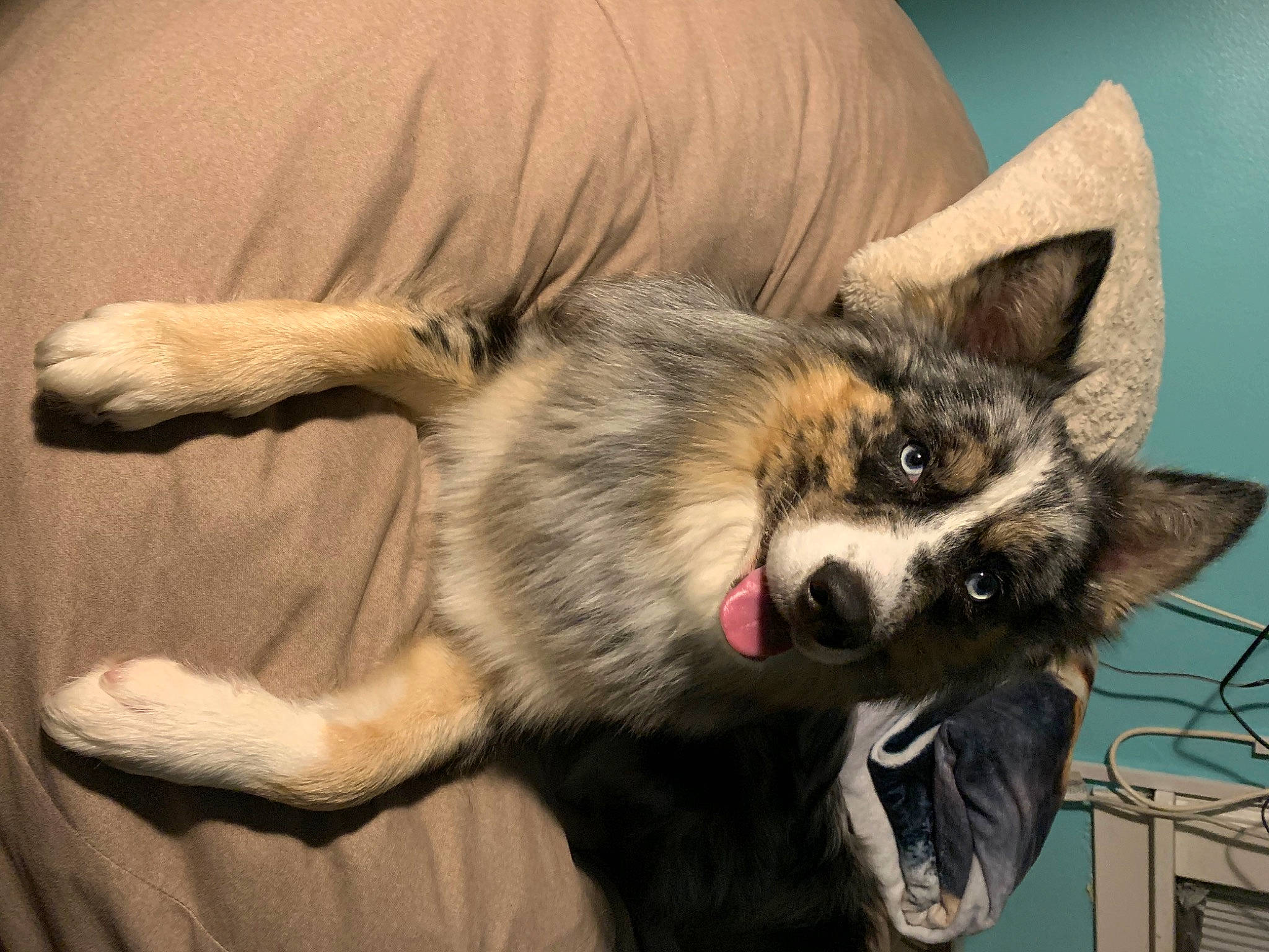 Kylo is registered to the contest to win money with this photo: canidae, carnivore, claw, comfort, companion_dog, dog, dog_breed, ear, fawn, felidae, fur, mammal, paw, snout, sporting_group, terrestrial_animal, whiskers, wildlife, working_animal, working_dog