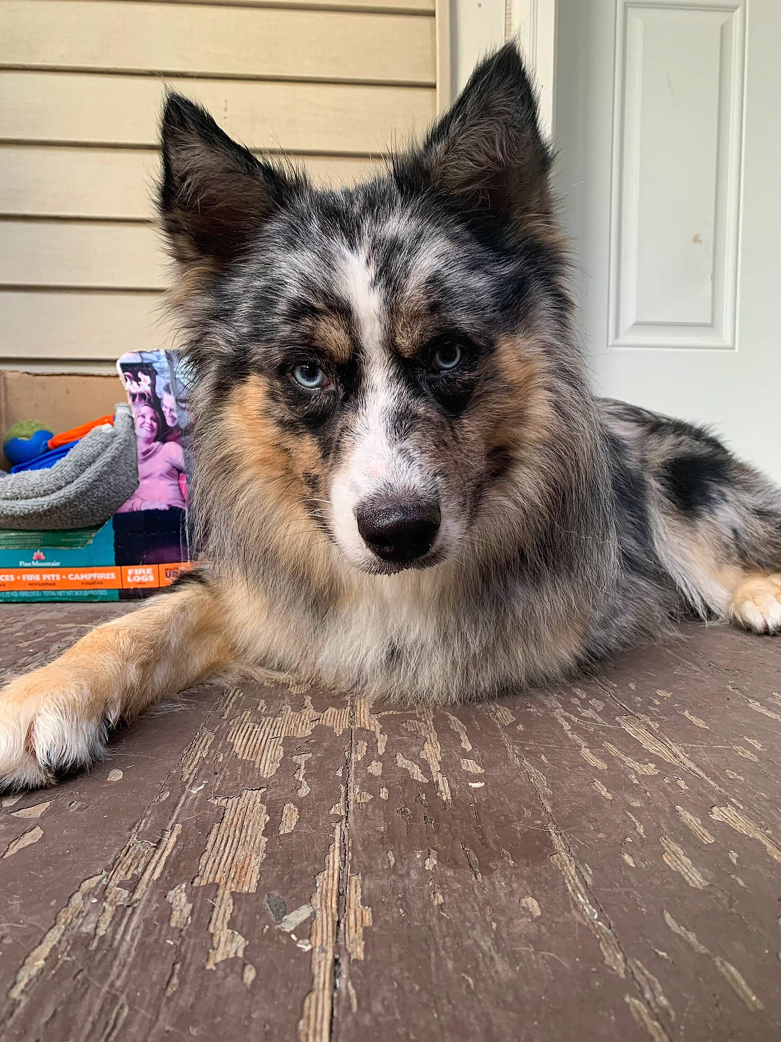 Kylo is registered to the contest to win money with this photo: art, carnivore, collar, companion_dog, dog, dog_breed, door, eye, flooring, foot, fur, glass, houseplant, iris, plant, snout, terrestrial_animal, whiskers, wood, working_dog