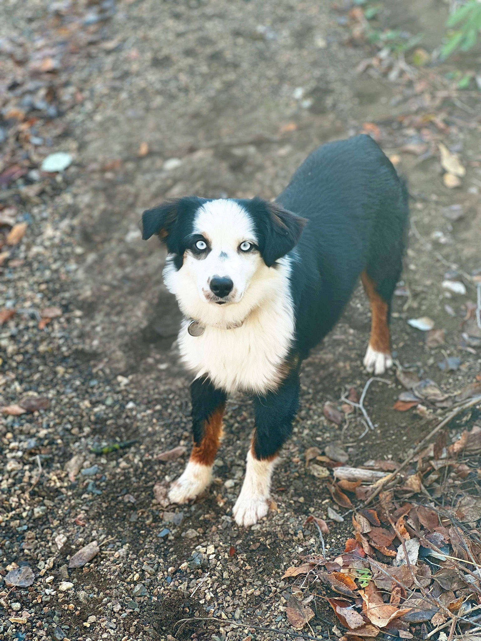 Koda joined the competition — help win amazing prizes! canidae, carnivore, companion_dog, dog, dog_breed, grass, plant, puppy, road_surface, shadow, snout, soil, sporting_group, street_dog, tail, terrestrial_animal, toy_dog, tree, working_animal, working_dog