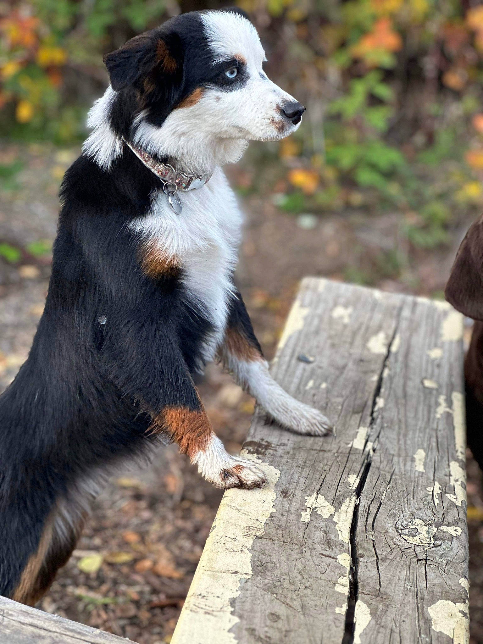 Koda is registered to the contest to win money with this photo: border_collie, canidae, carnivore, companion_dog, dog, dog_breed, fur, grass, herding_dog, plank, plant, sporting_group, tail, terrestrial_animal, tree, trunk, wood, working_animal, working_dog
