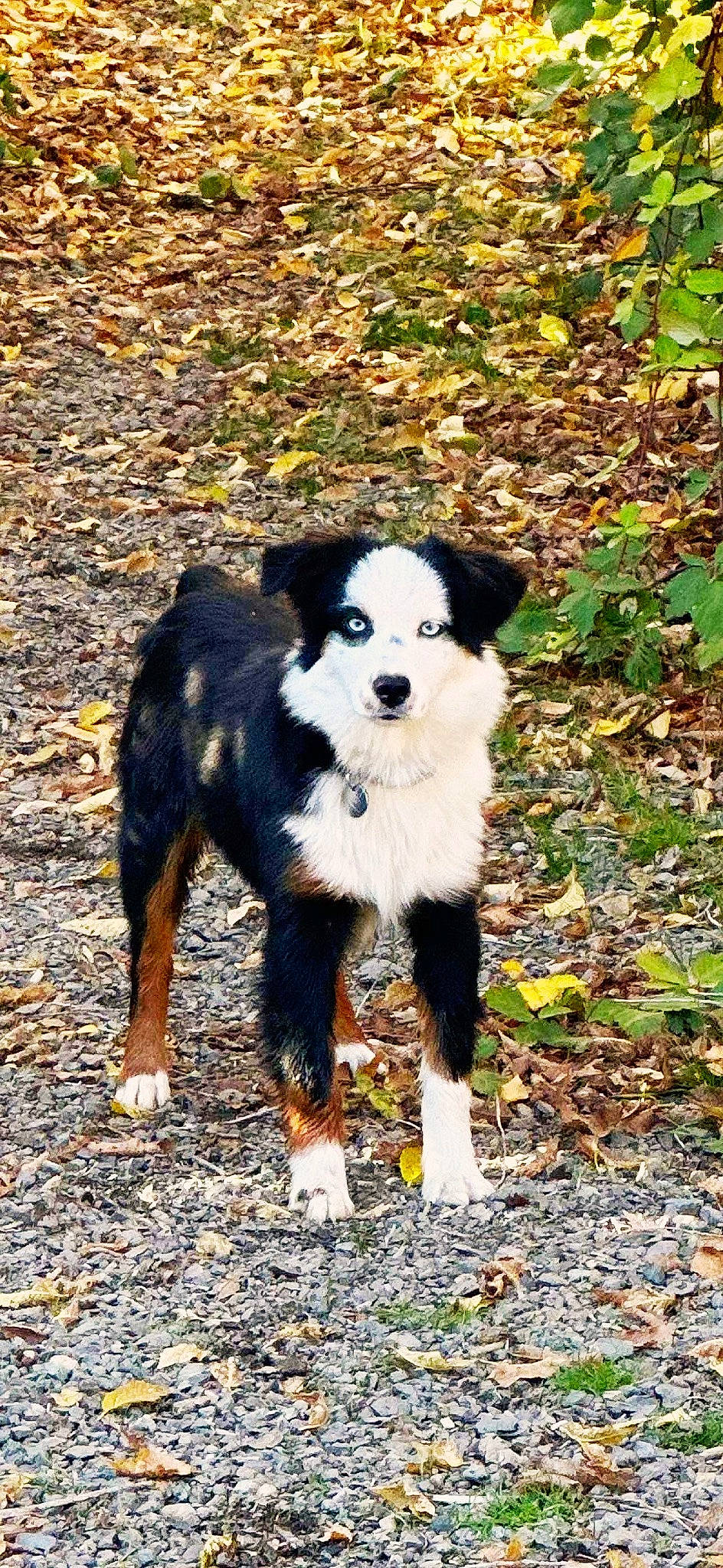 Koda is registered to the contest to win money with this photo: canidae, carnivore, companion_dog, dog, dog_breed, fur, grass, herding_dog, mammal, plant, shadow, soil, sporting_group, tail, terrestrial_animal, vertebrate, working_animal, working_dog