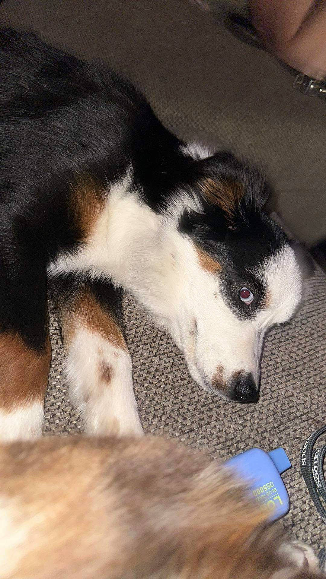 Koda joined the competition — help win amazing prizes! canidae, carnivore, cloud, comfort, companion_dog, dog, dog_breed, foot, fur, herding_dog, nap, paw, sleep, snout, sporting_group, tail, terrestrial_animal, whiskers, working_animal, working_dog