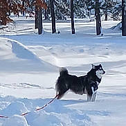 Ruby joined the competition — help win amazing prizes! dog, husky, snow, winter, leash, outdoor, animal, cold, trees, forest, canine, pet, nature, daylight, fur, landscape, snowy, playful, standing, park
