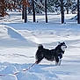 dog, husky, snow, winter, leash, outdoor, animal, cold, trees, forest, canine, pet, nature, daylight, fur, landscape, snowy, playful, standing, park