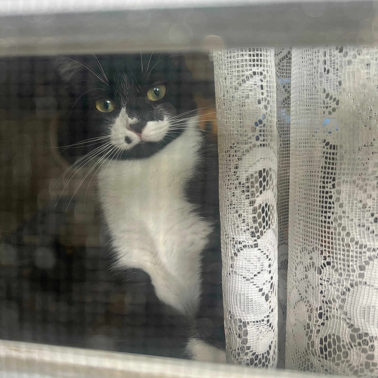 Sassy Girl joined the competition — help win amazing prizes! animal, black_and_white, cat, closeup, curiosity, curtain, eyes, face, feline, home, indoor, lace, looking, pet, screen, soft_light, texture, tuxedo_cat, whiskers, window
