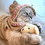 Tiana Rose joined the competition — help win amazing prizes! adorable, animal, blue_eyes, cat, comfort, cozy, cute, fluffy, fur, indoors, knitted_hoodie, pets, pink_pearls, plush_toy, portrait, resting, snuggling, soft, teddy_bear, warm