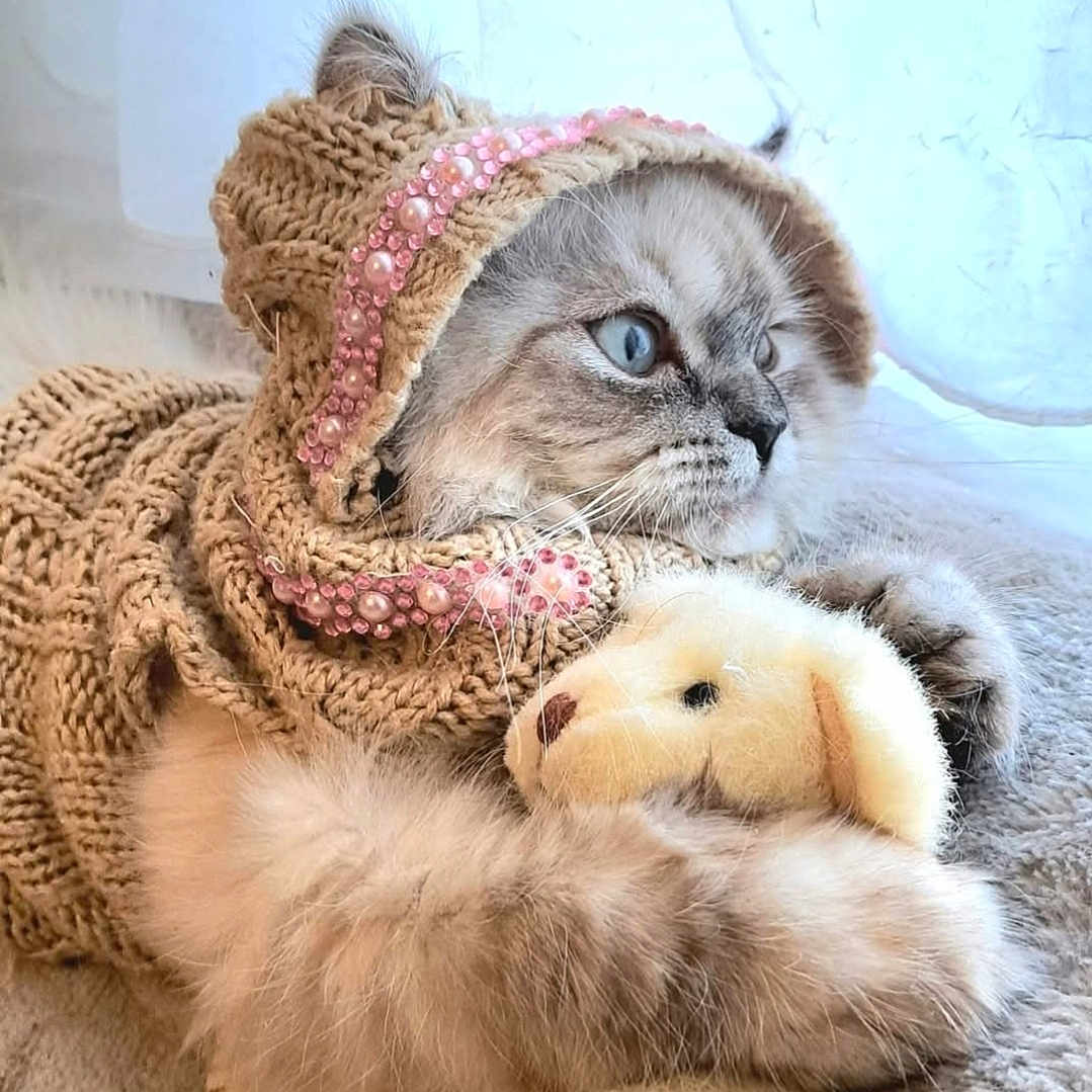 Tiana Rose joined the competition — help win amazing prizes! adorable, animal, blue_eyes, cat, comfort, cozy, cute, fluffy, fur, indoors, knitted_hoodie, pets, pink_pearls, plush_toy, portrait, resting, snuggling, soft, teddy_bear, warm