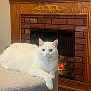Milo is registered to the contest to win money with this photo: cat, white_cat, pet, animal, indoor, fireplace, fire, cozy, furniture, ottoman, resting, relaxed, fur, cute, home, warm, brick, decor, mammal, domestic_animal