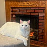 cat, white_cat, pet, animal, indoor, fireplace, fire, cozy, furniture, ottoman, resting, relaxed, fur, cute, home, warm, brick, decor, mammal, domestic_animal