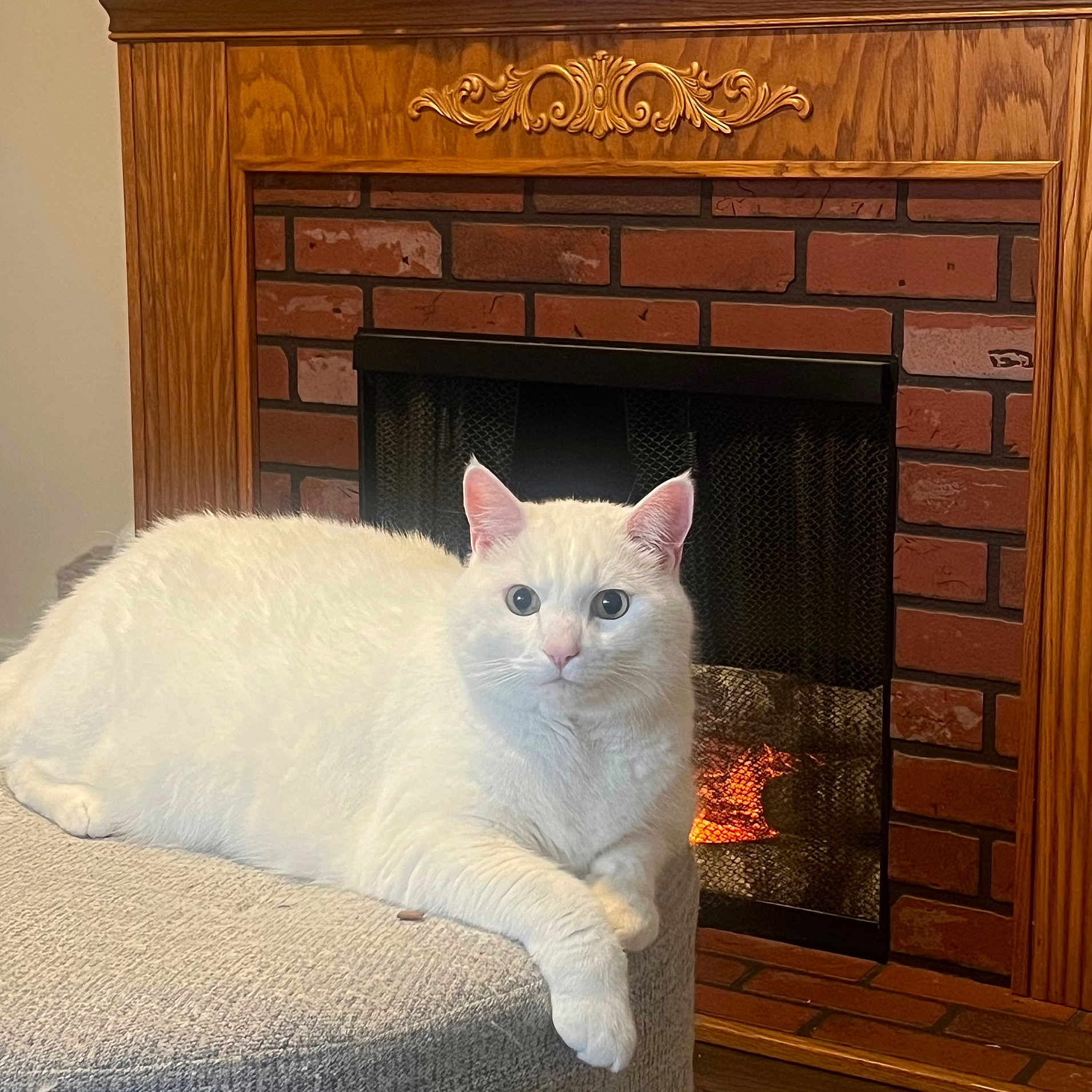 Milo is registered to the contest to win money with this photo: cat, white_cat, pet, animal, indoor, fireplace, fire, cozy, furniture, ottoman, resting, relaxed, fur, cute, home, warm, brick, decor, mammal, domestic_animal
