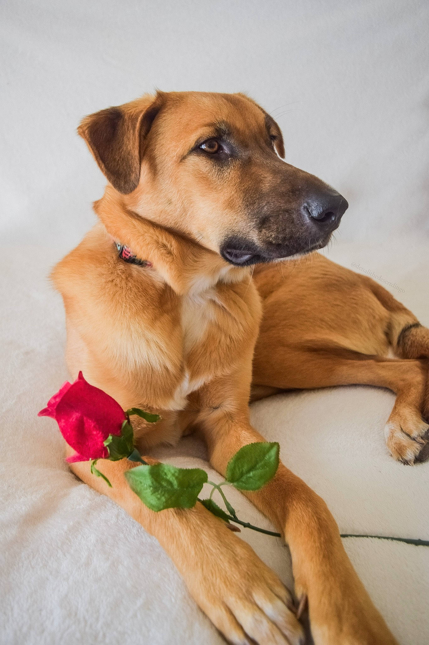 Denali joined the competition — help win amazing prizes! canidae, carnivore, collar, comfort, companion_dog, dog, dog_breed, dog_supply, fawn, flower, fur, paw, sitting, snout, sporting_group, tail, terrestrial_animal, whiskers, working_animal