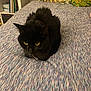 Wednesday is registered to the contest to win money with this photo: animal, bed, bedding, black_cat, bookshelf, cat, cozy, cushion, domestic_cat, ears, feline, fur, indoor, looking, patterned_bedspread, pet, resting, tag, whiskers, yellow_eyes