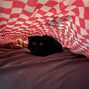 Wednesday joined the competition — help win amazing prizes! bed, black_cat, blanket, cat, checkered_pattern, comfort, cozy, curious, cute, domestic_animal, feline, hiding, indoor, pet, purple_sheet, red_and_white, resting, shadow, soft_lighting, wide_eyes