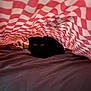 bed, black_cat, blanket, cat, checkered_pattern, comfort, cozy, curious, cute, domestic_animal, feline, hiding, indoor, pet, purple_sheet, red_and_white, resting, shadow, soft_lighting, wide_eyes