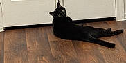 Wednesday is registered to the contest to win money with this photo: animal, black_cat, cat, cozy, curious, domestic, door, eyes, feline, floor, fur, home, indoor, looking_back, lounge, pet, relaxed, scratcher, white_door, wood_floor
