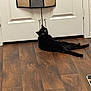 animal, black_cat, cat, cozy, curious, domestic, door, eyes, feline, floor, fur, home, indoor, looking_back, lounge, pet, relaxed, scratcher, white_door, wood_floor