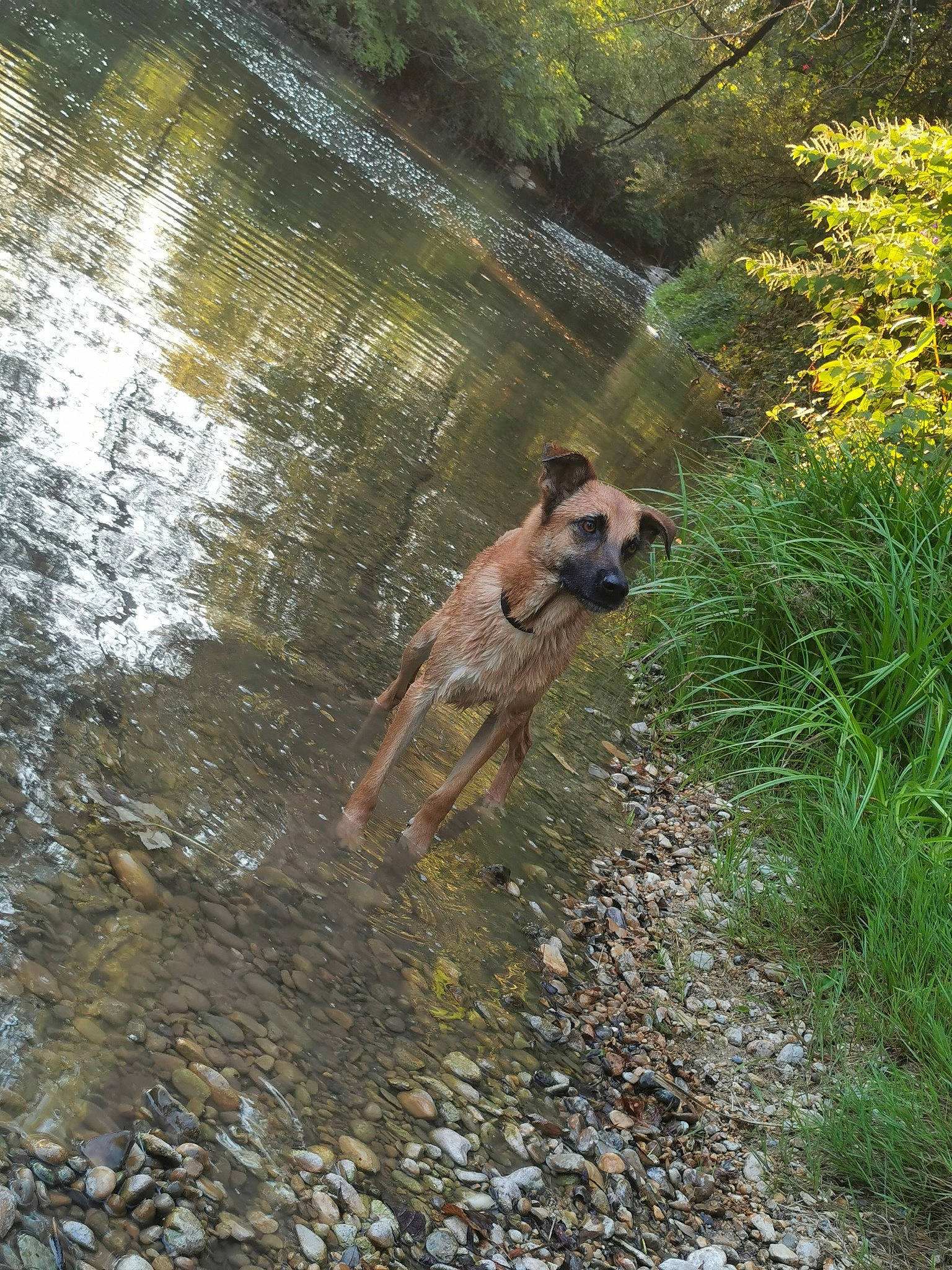 Mango a rejoint le concours — aidez-le/la à gagner de superbes lots ! black_mouth_cur, border_terrier, canidae, carnivore, dog, dog_breed, fawn, forest, river, stream, trail, tree