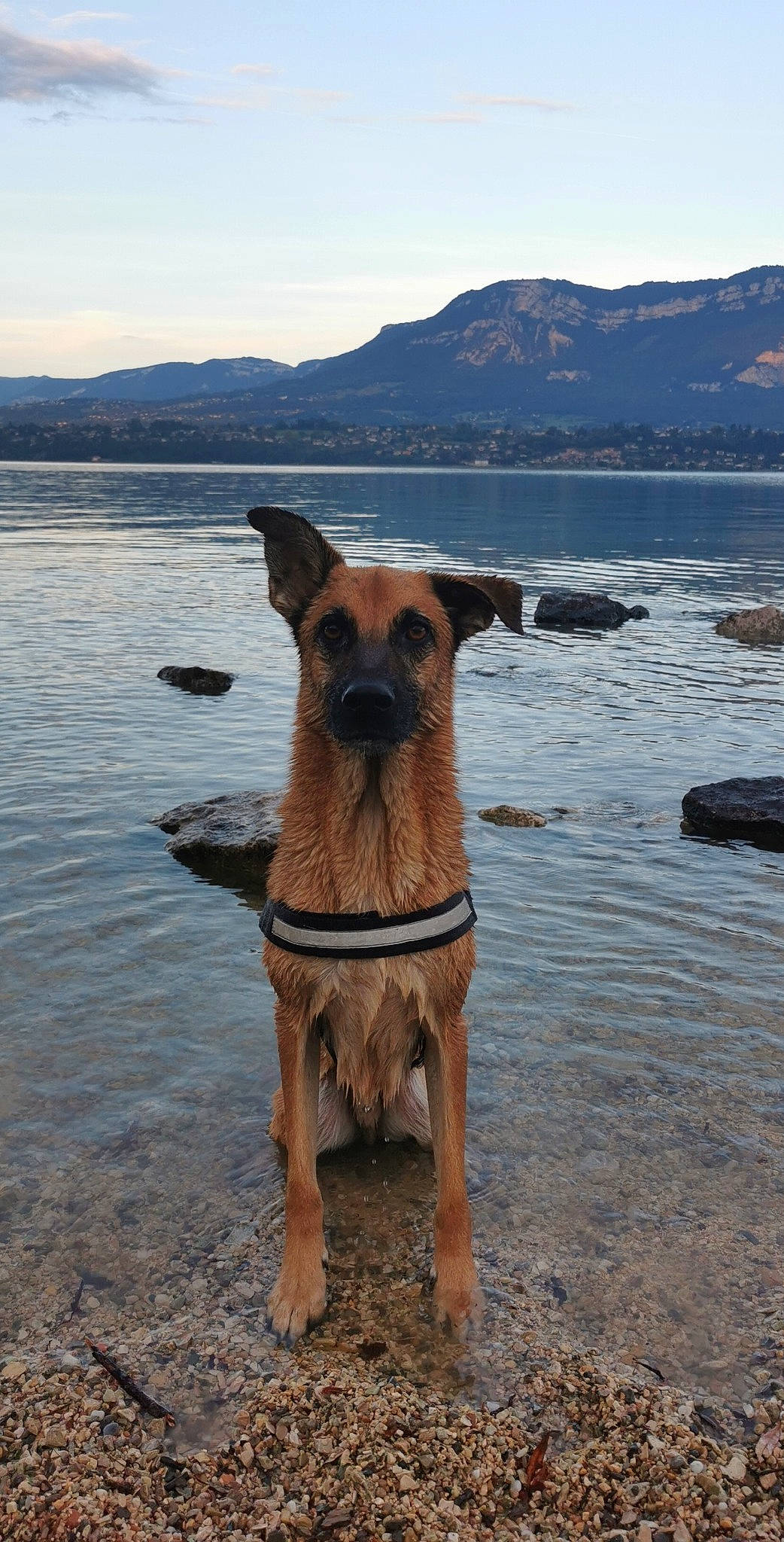 Mango participe au concours pour gagner de l'argent avec cette photo : africanis, canidae, carnivore, dog, dog_breed, fawn, pariah_dog, potcake_dog, snout, vacation, working_dog