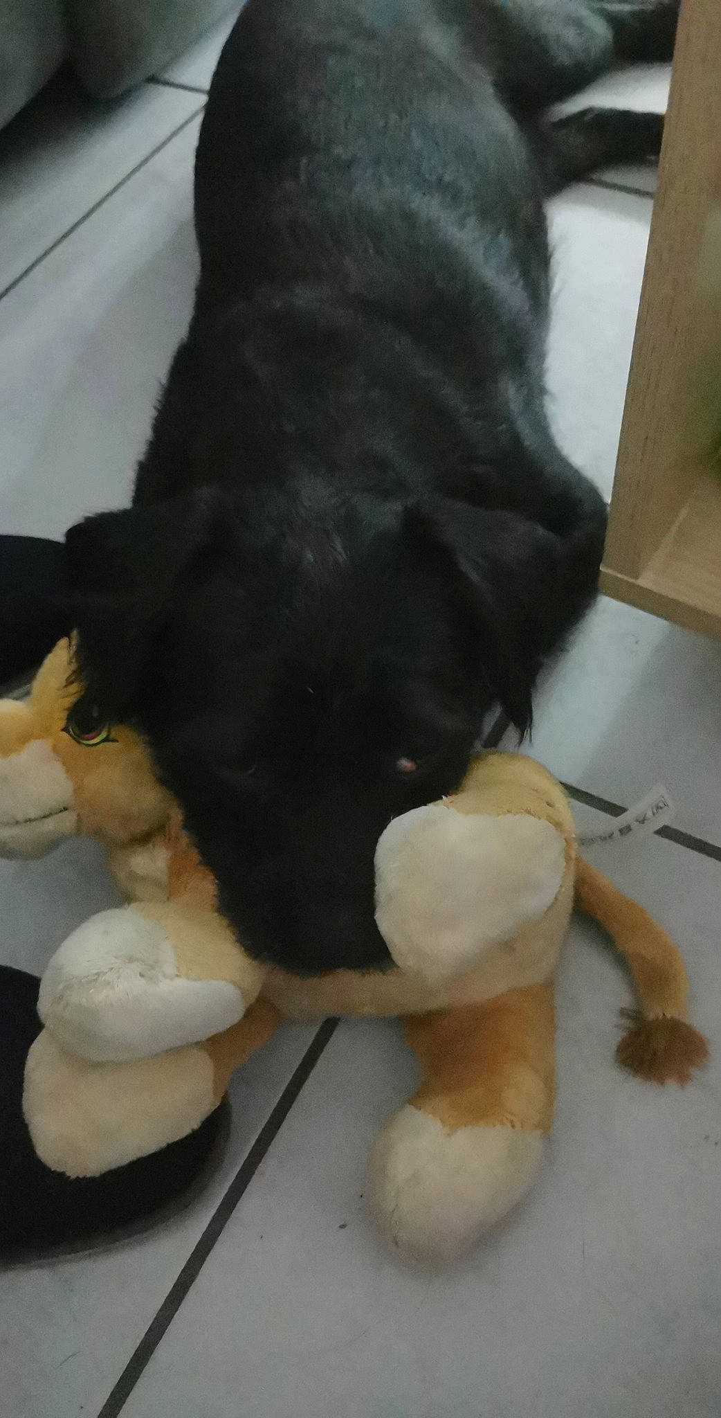 Ody participe au concours pour gagner de l'argent avec cette photo : canidae, carnivore, companion_dog, dog, dog_breed, fur, plush, puppy, sporting_group, stuffed_toy, tail, toy