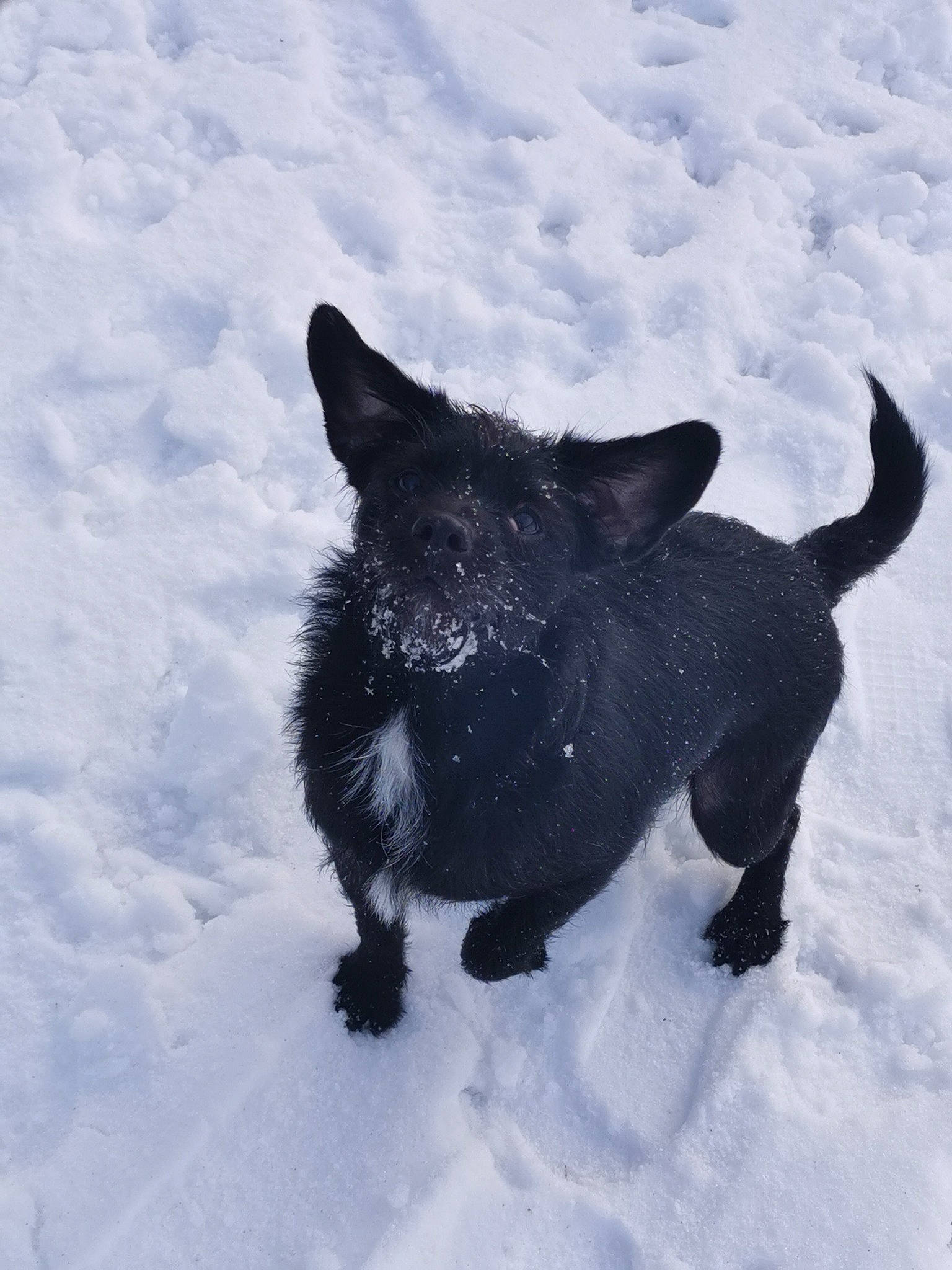 Ody participe au concours pour gagner de l'argent avec cette photo : black_norwegian_elkhound, cairn_terrier, canidae, carnivore, dog, dog_breed, freezing, schipperke, snout, snow, sporting_group, tail, terrier, winter